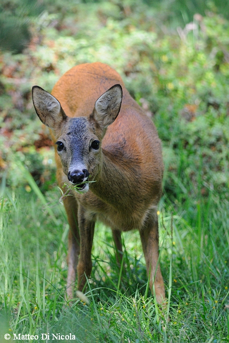 Capriolo svizzero